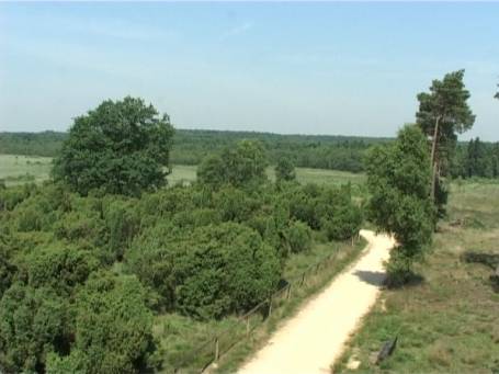 Niederkrüchten : Elmpter Schwalmbruch, Blick vom Aussichtsturm über die Wacholderheide